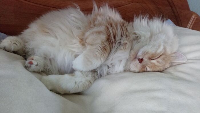 Тссс, Зай устал, Зай спит! Лайкайте тихо!)