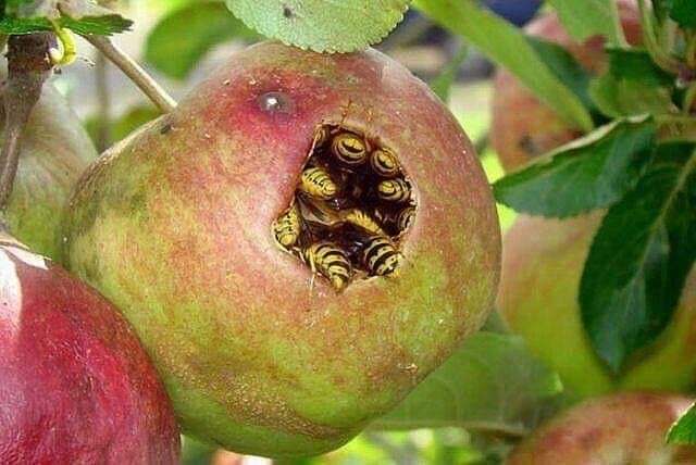 Диверсанты из БИЛАЙН взломали APPLE... | Пикабу