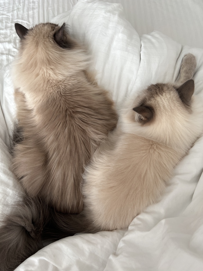 � ����� �������� �����. ��� ������������ � ��������� �����