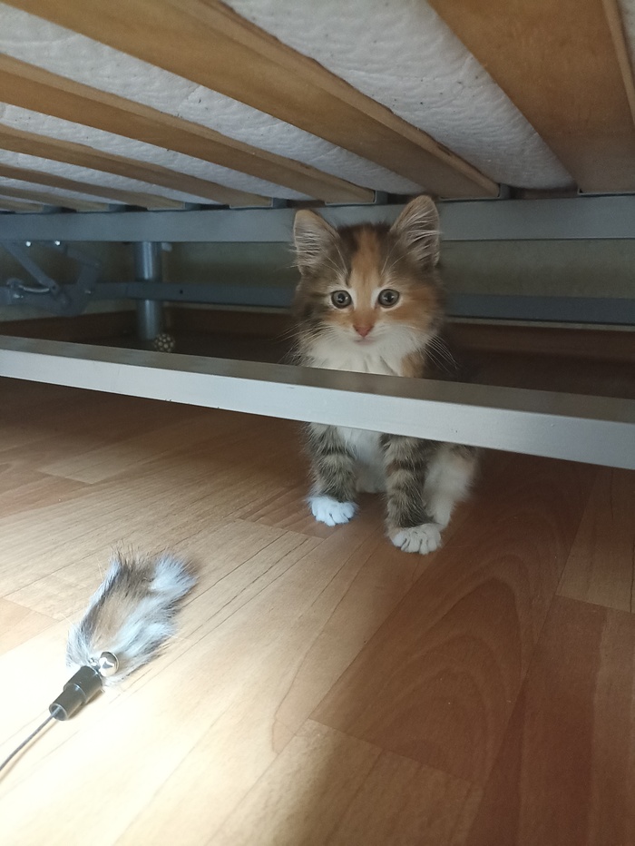 ��� �������� ���