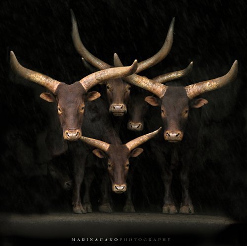 ����� ���������� ������ ����