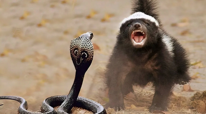 Животные, Королевская кобра: описания животных, приколы, фото и видео — Все  посты | Пикабу