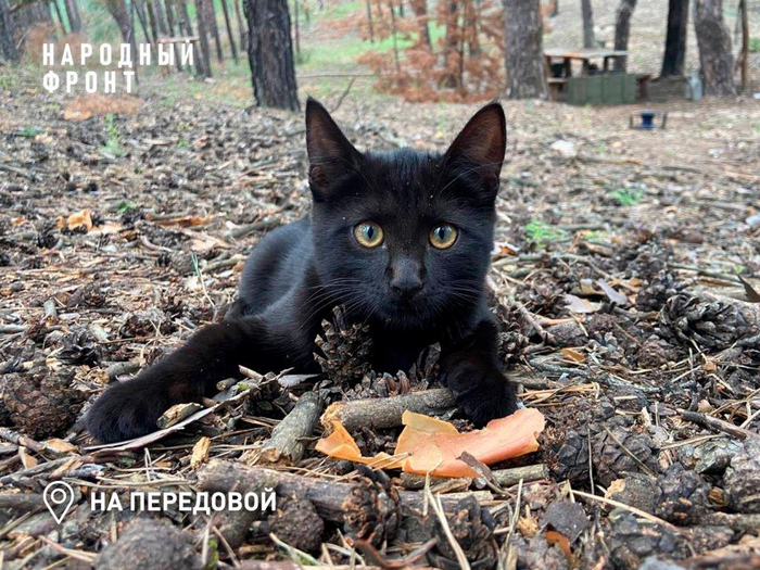 🐈‍⬛Эту непоседу зовут Багирой. Черная как смоль, грациозная словно пантера и игривая будто котёнок. А котёнок и есть! Артиллеристы из Иркутска воспитывают свою любимицу с младых когтей.