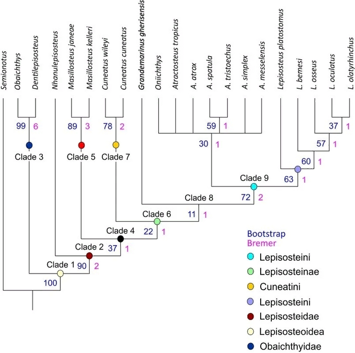 Систематика панцирников.
