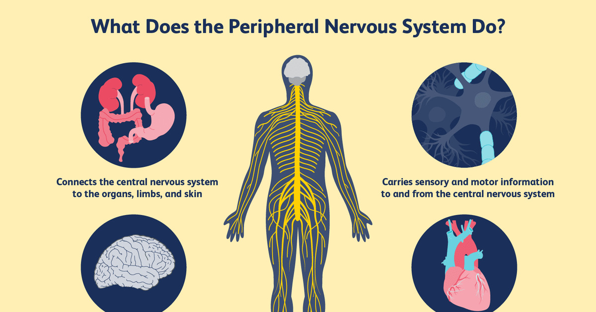 Spinal brain. Нервная система. Нервная система человека. Центральная нервная система человека. Peripheral nervous System.