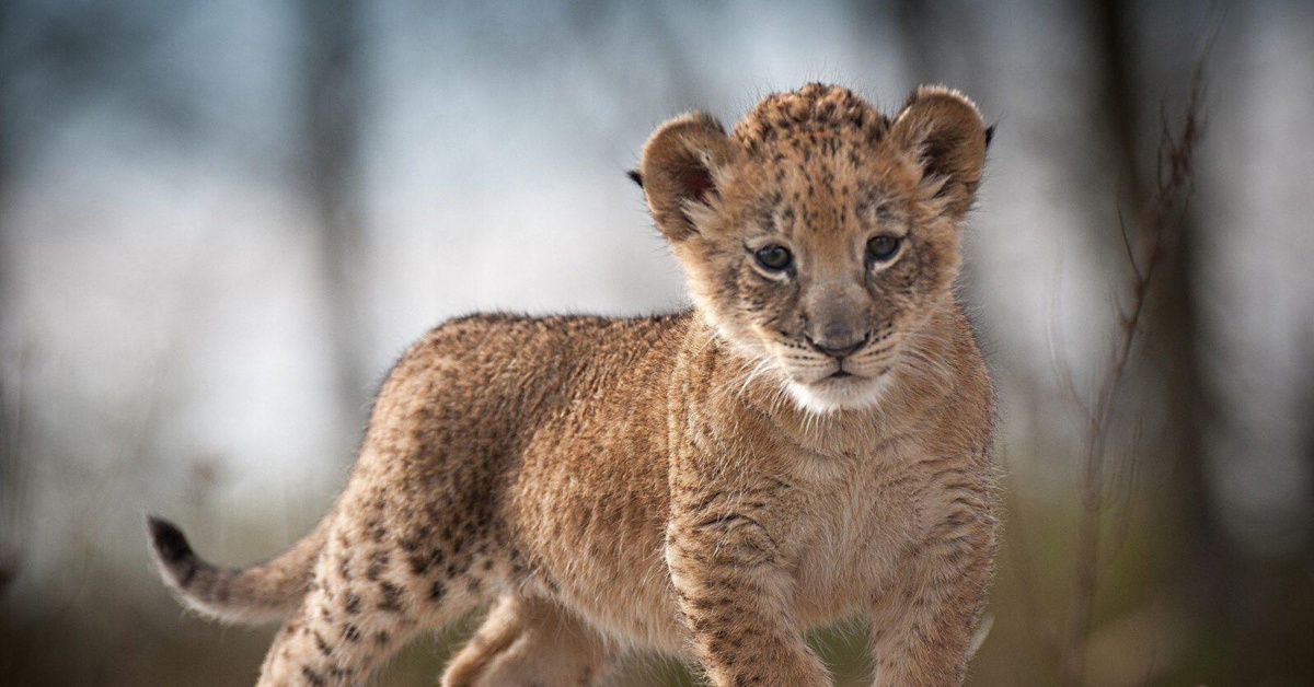 Cub. Львята фото. Маленький Львенок. Маленький Лев. Фото львенка маленького.