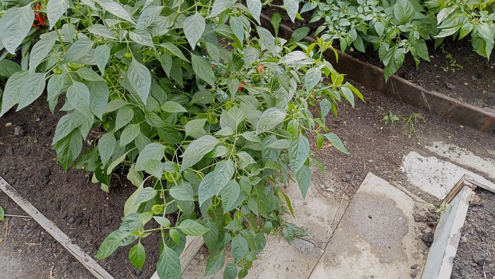 Скотч-Боннет ещё на кусте)