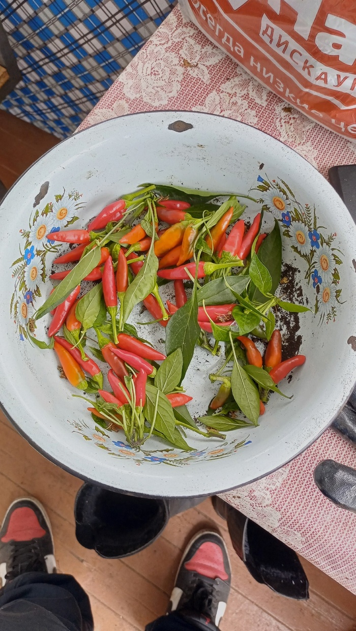 Птичий глаз