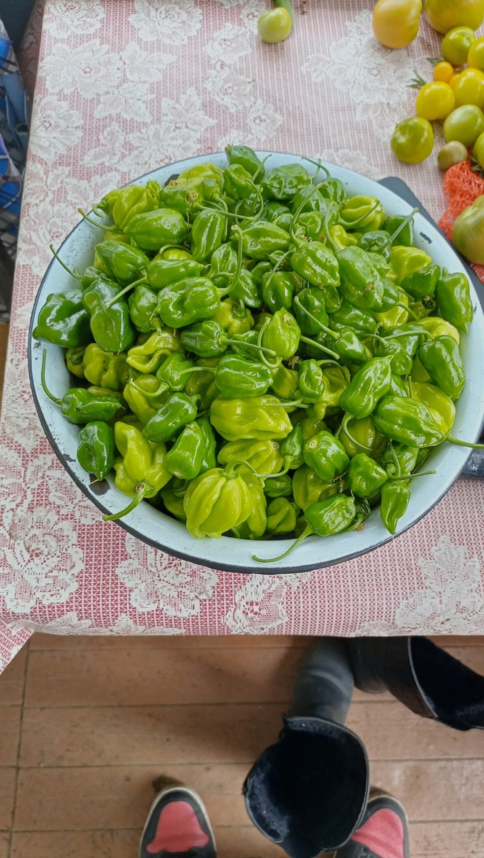 Ну и король всего, Хабанеро) Пойдёт на заготовку соуса Табаско и лютой перцовочки)