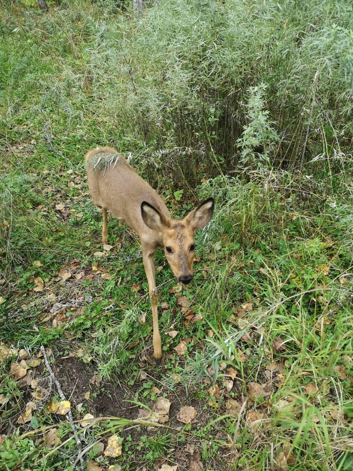 Юный самец чувствует себя прекрасно, на аппетит не жалуется и охотно общается с людьми
