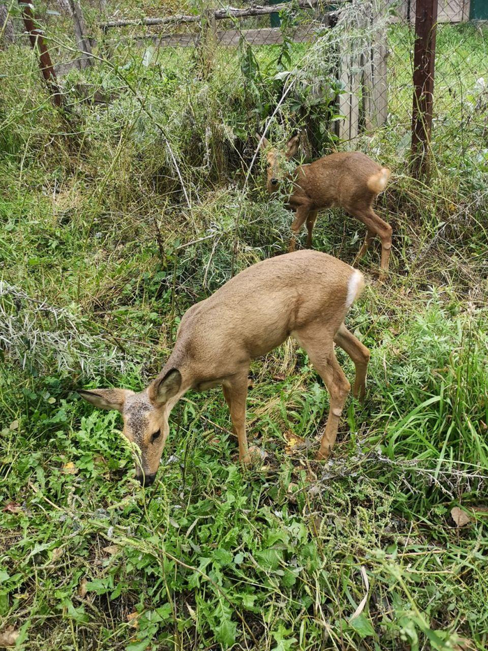 Нового жителя подселили в вольер к косулёнку, который живет в парке с лета
