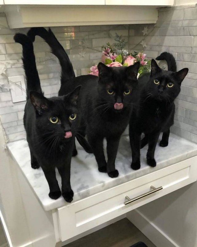    ,  ,  ,  