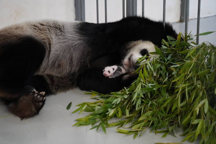 Растёт не по дням, а по часам