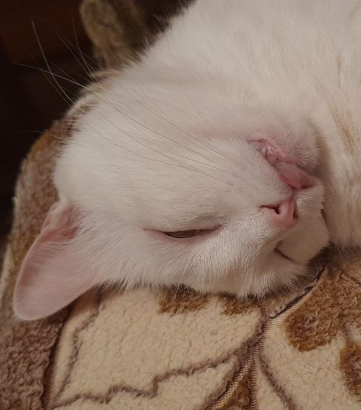 источник вдохновения