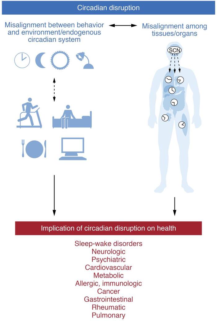 Совы или жаворонки — миф или реальность? Мозг, Исследования, Здоровье, Циркадные ритмы, Сон, Биохакинг, Жаворонки и совы, Гифка, Длиннопост