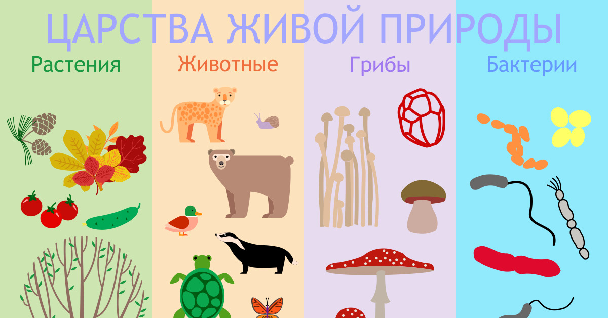 4 царства организмов. Царства живой природы. Окружающий мир царства природы. Царства живой и неживой природы. Царства живой природы для детей.