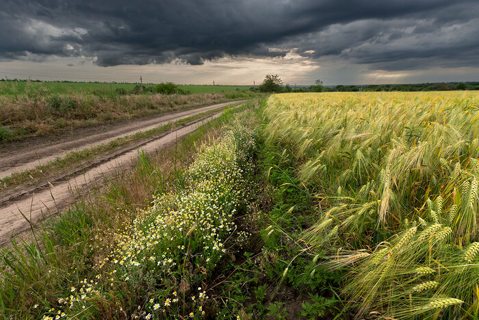 Ромашки по-над полем