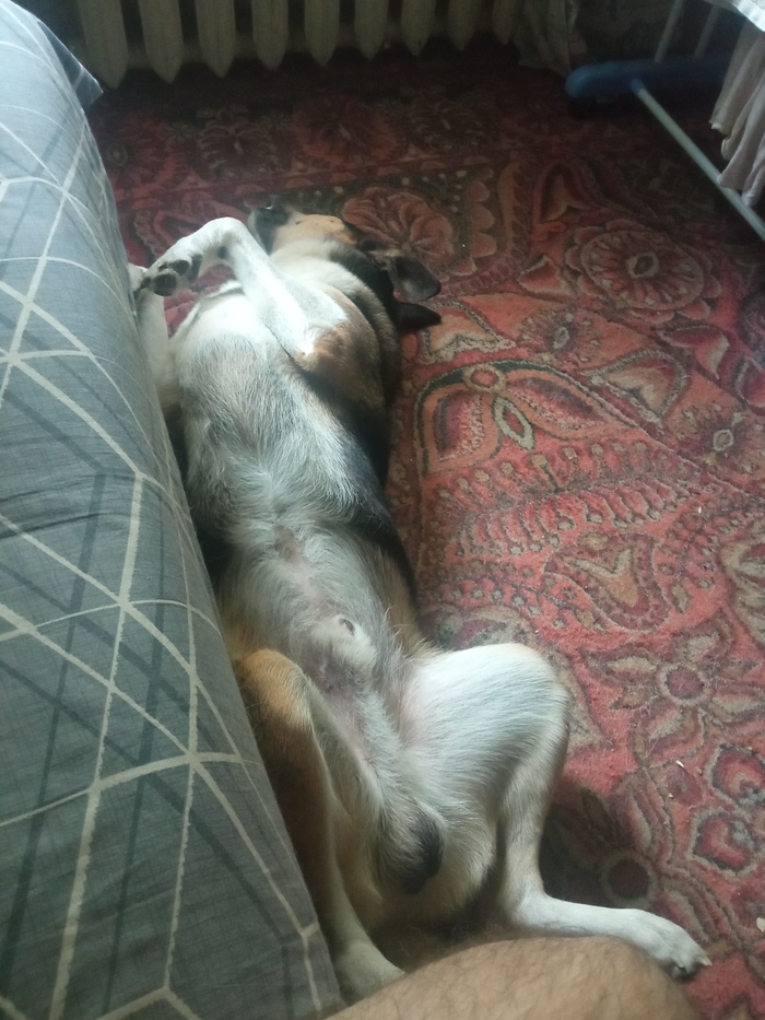 Иногда завидую своему псу