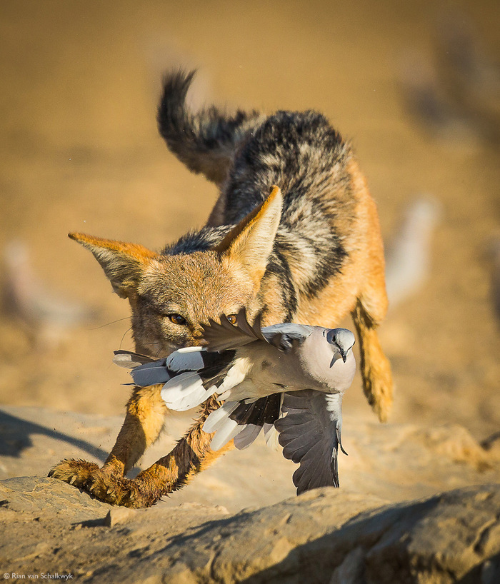Фотограф Rian van Schalkwyk.