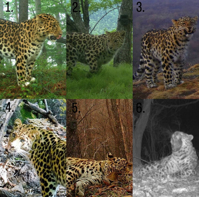 Дальневосточные леопарды в национальном парке "Земля леопарда" (Приморский край)