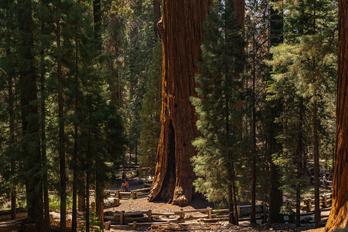 Генерал Шерман - самое большое дерево в мире
