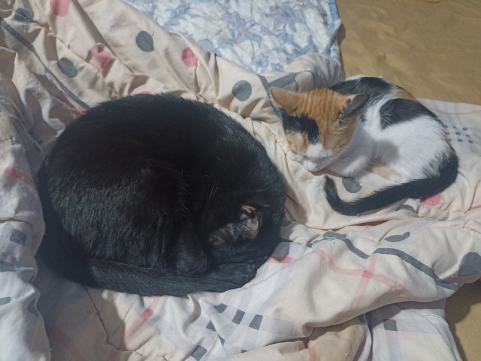 ��������� ���������