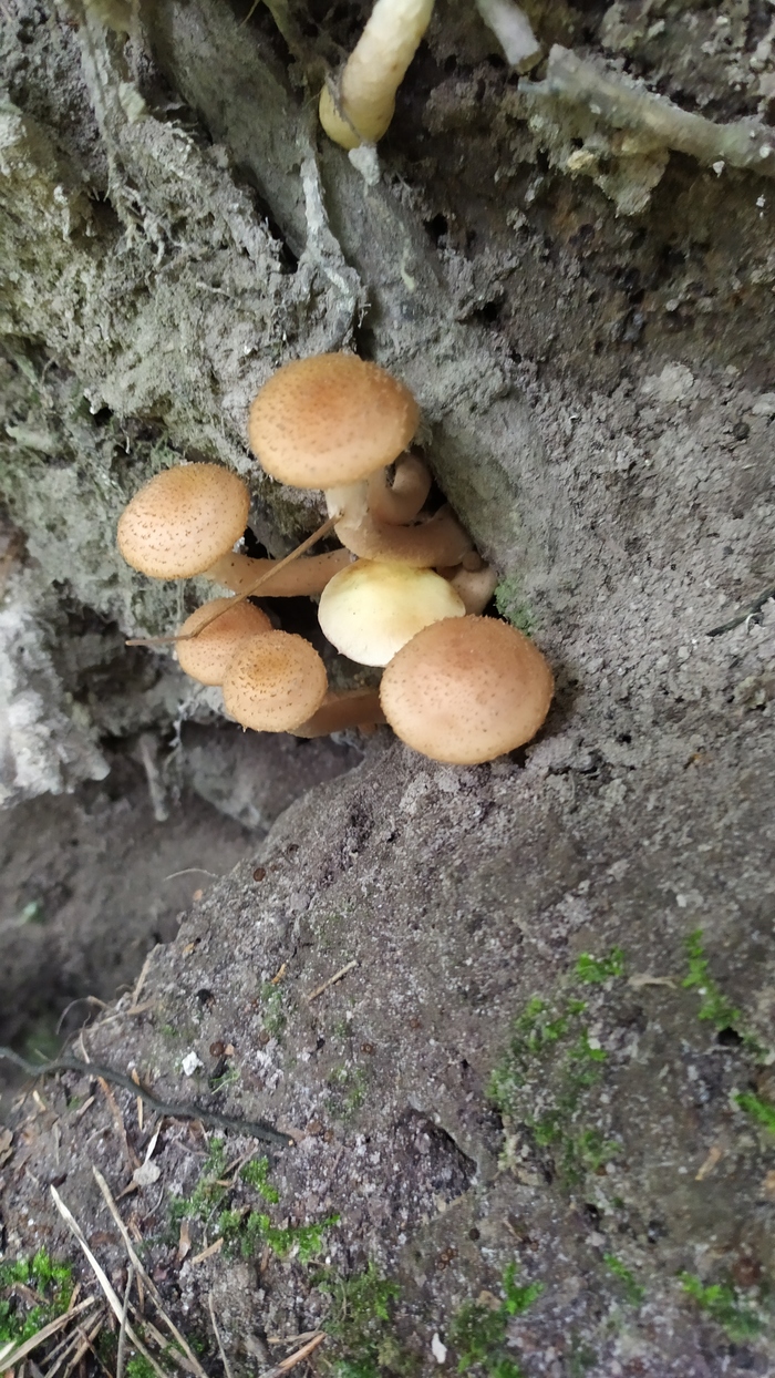 В этом году,первый раз, встретил вражину среди своих. В середине торчит ложный.