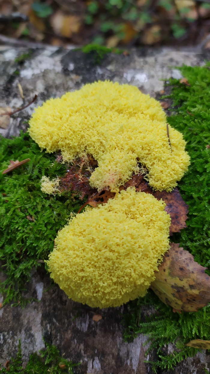 Не знаю что за зверь,но прикольный.