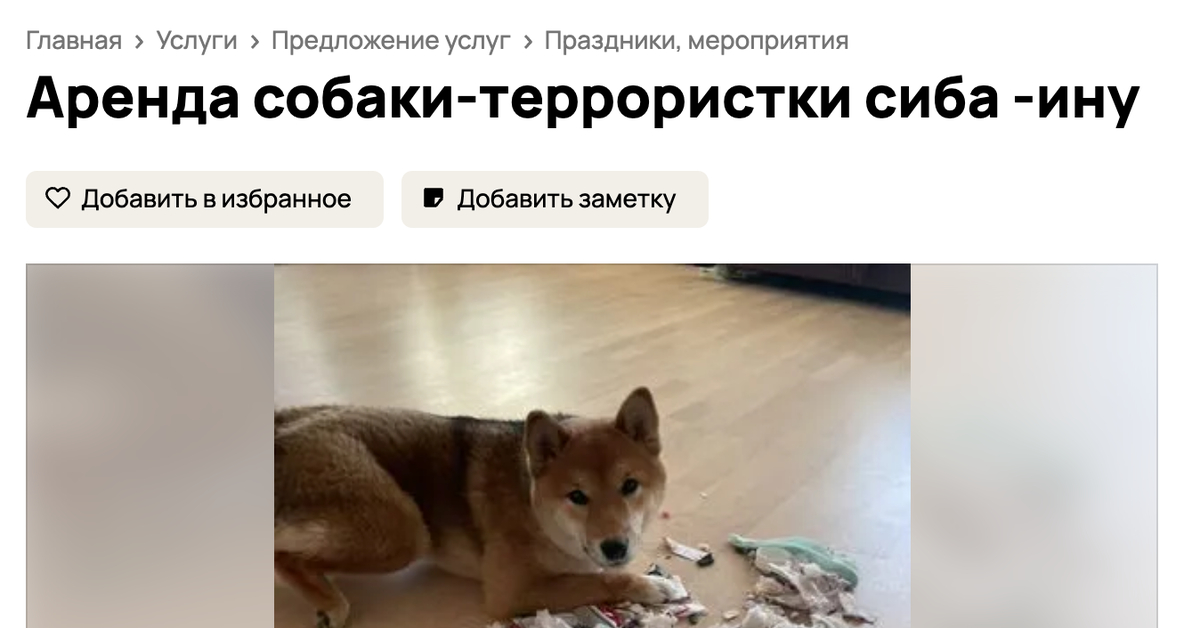 Собака напрокат. Взять собаку аренду. Собака в аренду. Взять собаку аренду. Взять собаку аренду.