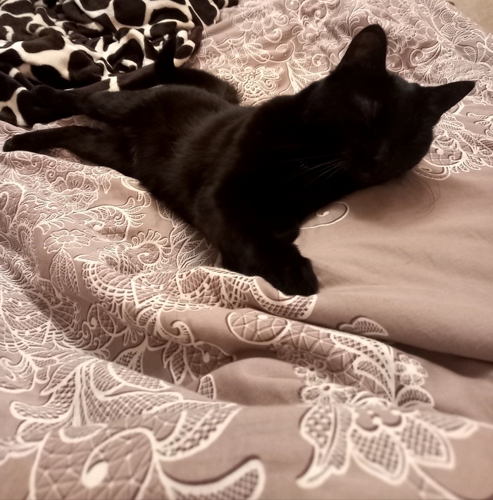 Фотогеничная кошка Кот, Черный кот, Британский кот, Длиннопост, Домашние животные, Фотография
