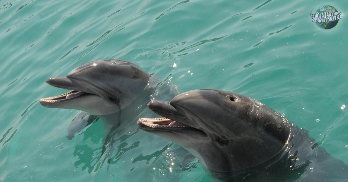 Афалина (tursiops truncatus). Дельфин афалина в черном море. Дельфины афалины черного моря. Дельфин афалина в черном море. Афалина белобочка и азовка.