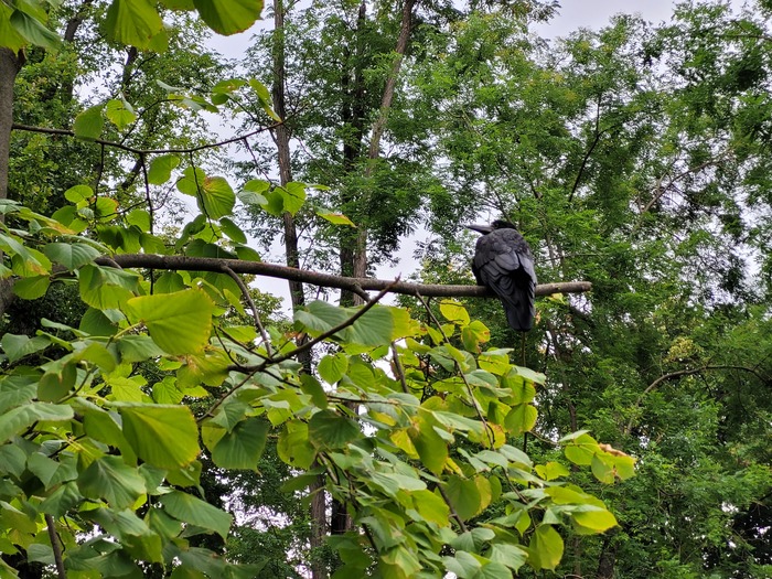 Любопытный экземпляр | Пикабу
