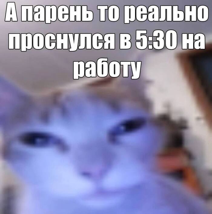 ���� ����� �������