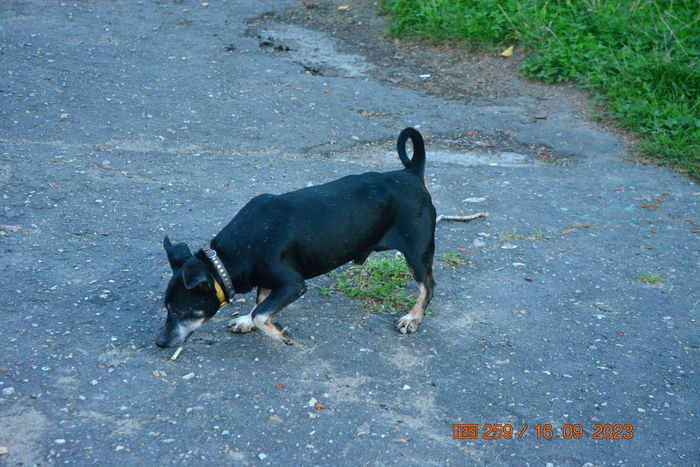 Этот пёсик кружился около меня и выискивал явно что-то очень вкусное...