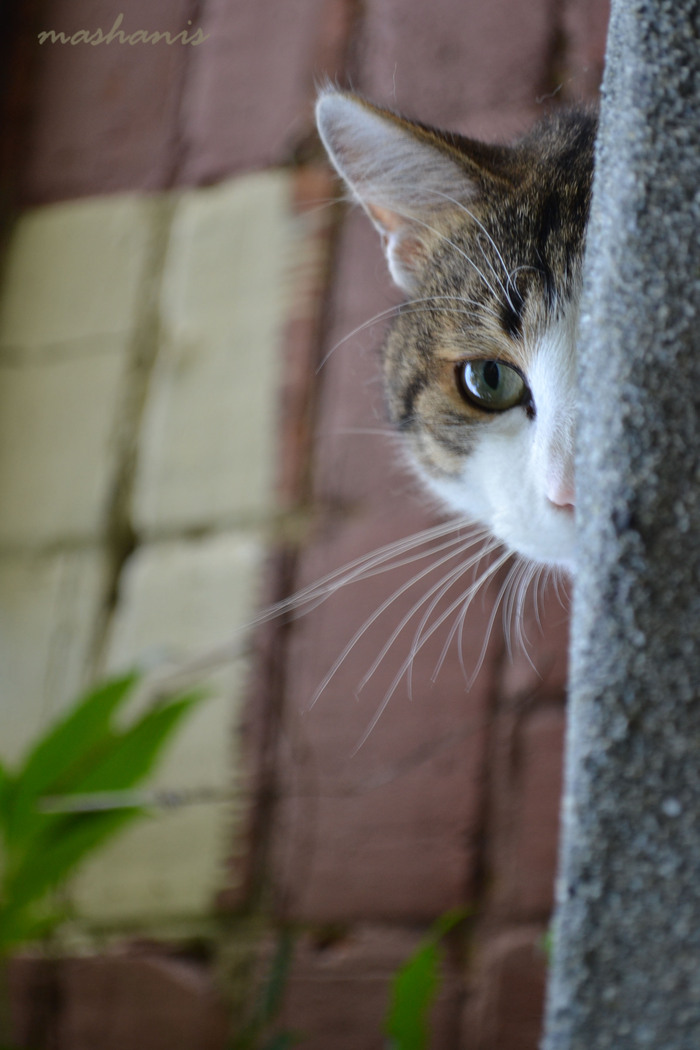 ��� �����