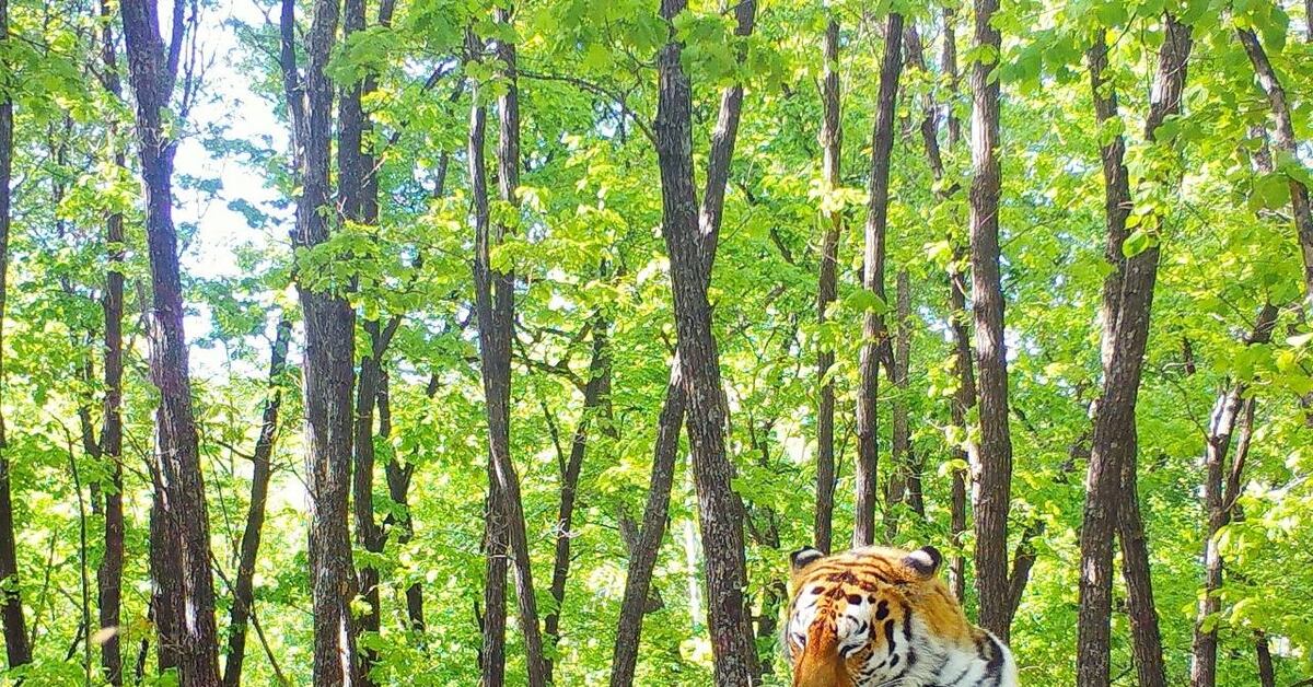 Тайгер 2023. Амурский тигр популяция 2022. Амурский тигр Приморье. Национальный парк земля леопарда Амурский тигр. Тигр в Забайкалье.