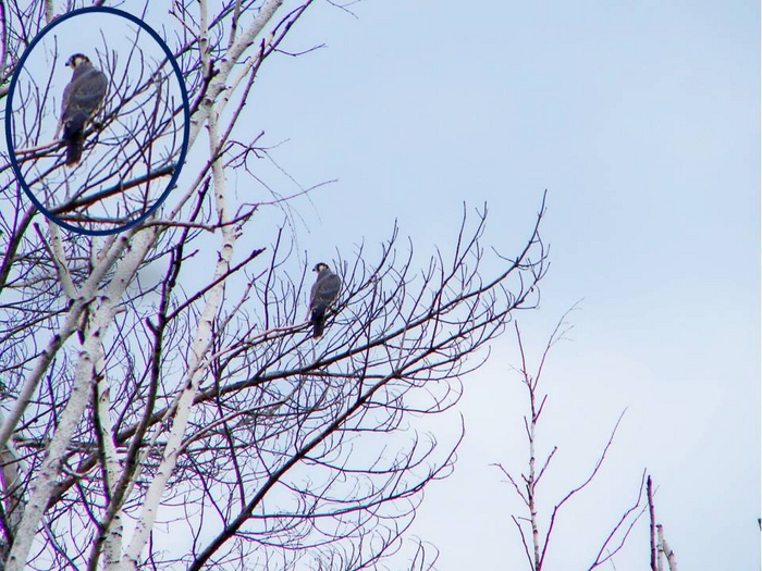 Сапсан на сухой берёзе уже на другой стороне болота после атаки чеглока