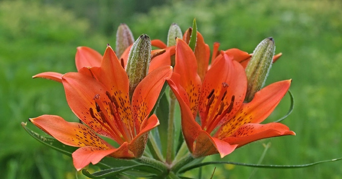 Сардаана сибэкки. Лилия пенсильванская Даурская Lilium pensylvanicum. Сардана Даурская Лилия. Лилия Даурская красная.