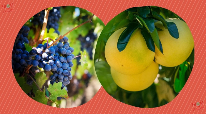    ,  &quot;grape&quot;  