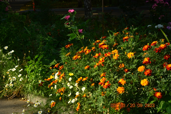 Цветам сейчас летняя погода только в кайф!