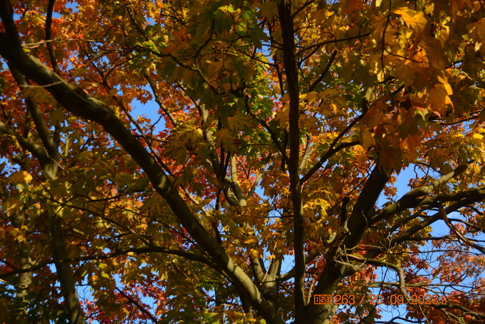 Под осенними красками