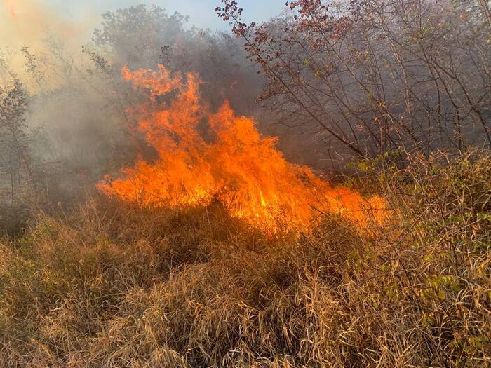 Лесной пожар в Пшадском лесничестве локализован Экоград, Экология, СМИ и пресса, Видео, Вертикальное видео, Длиннопост