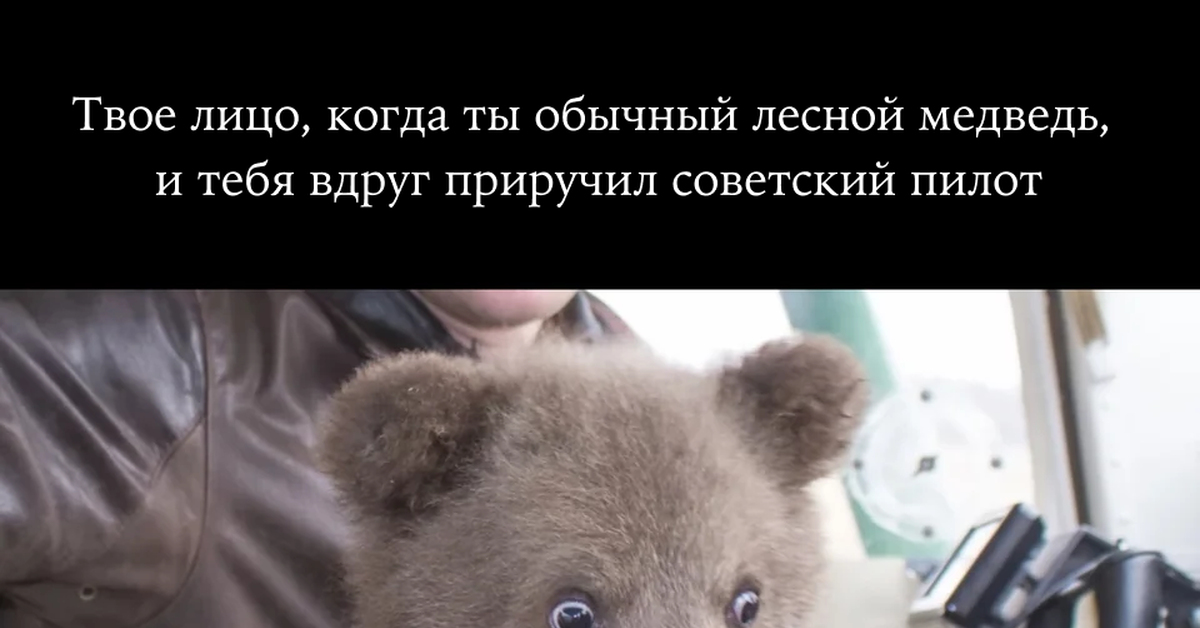 Удивительная жизнь медведей в России | Пикабу