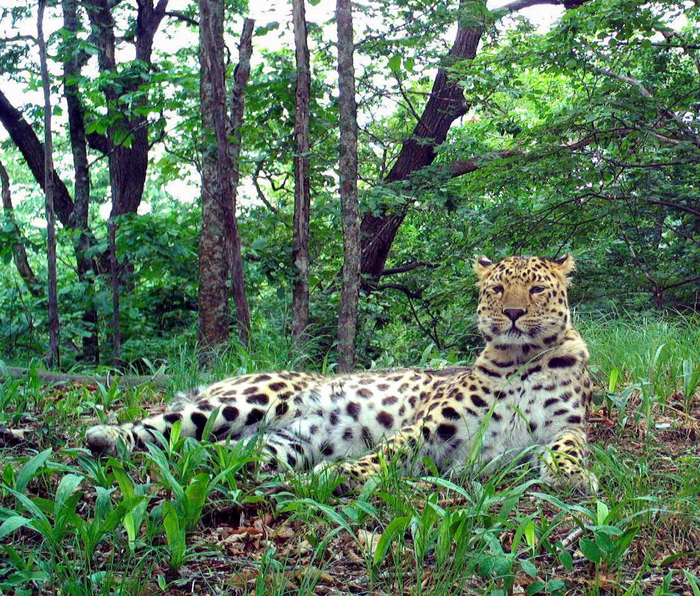 Сытый и довольный