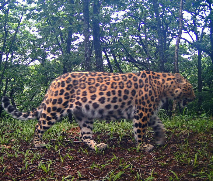 Удачливый охотник