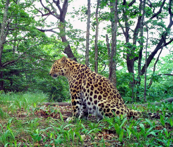Это волка ноги кормят, а у леопарда ноги не казённые - беречь надо