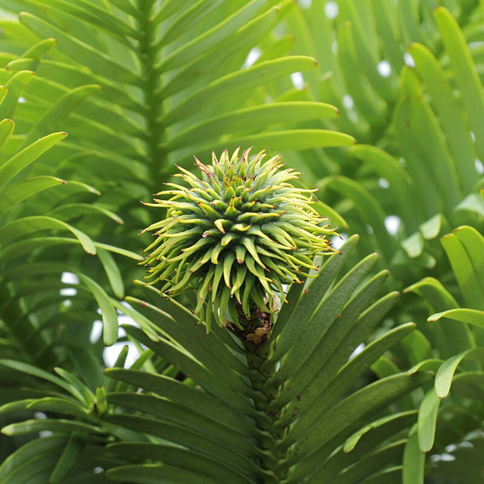 Молодая женская шишка