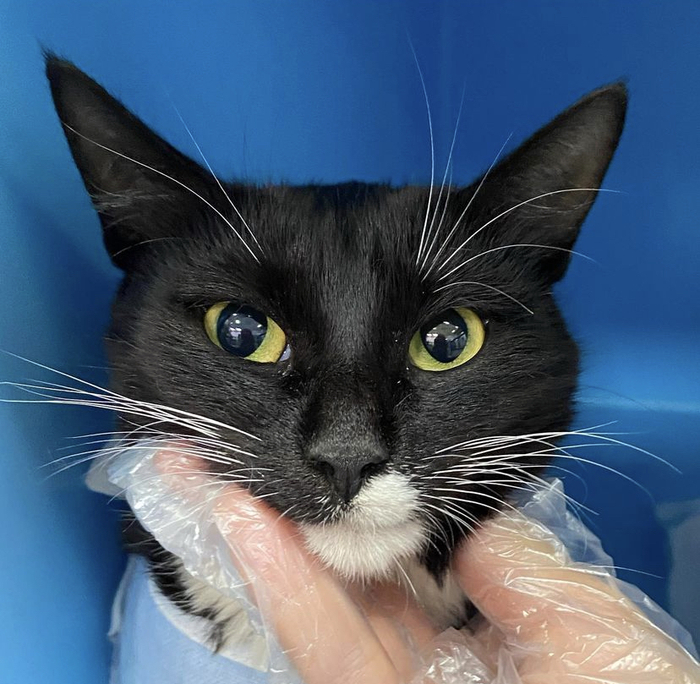 Звездочка. Если не найти дом, ее джет кладбище