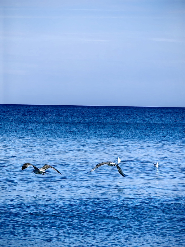 Балтийское море Балтийское море, Мобильная фотография, Чайки, Huawei