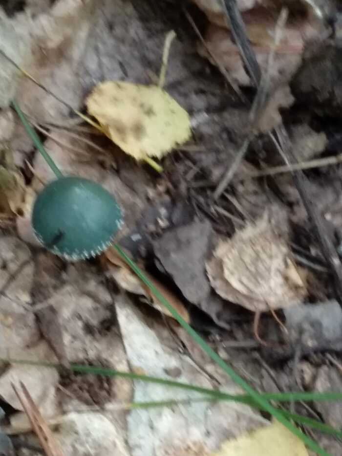 ���� ����